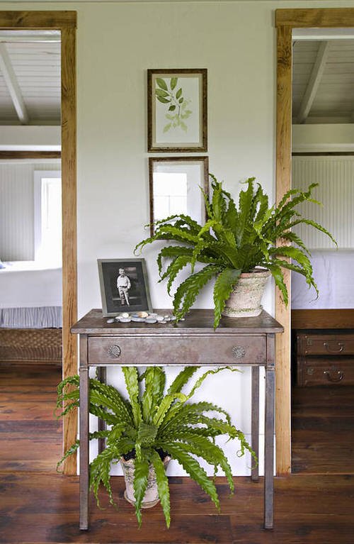 Stylize Your Home with Big and Lush Ferns 9