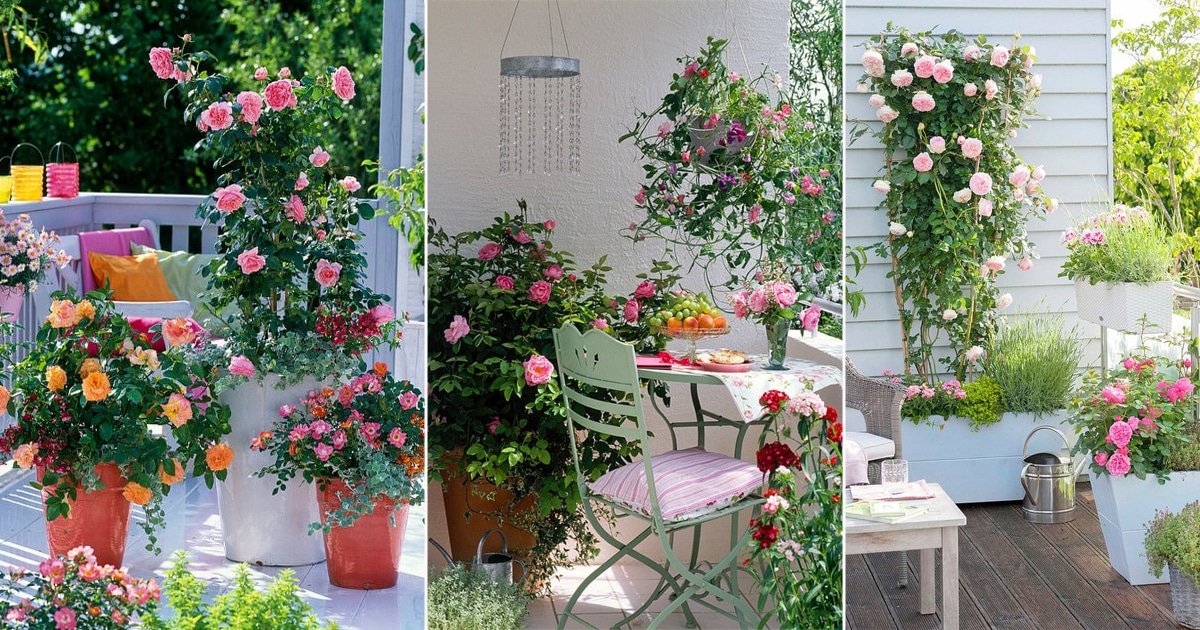 18 Really Eye-Catching Balcony Rose Garden Pictures
