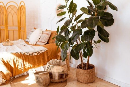 See How Rubber Plant Tree Can Liven Up Your Home Decor