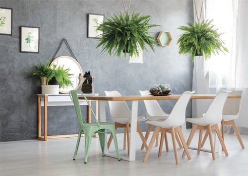 Stylize Your Home with Big and Lush Ferns