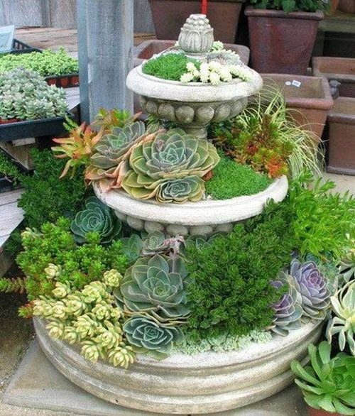 These Pictures Prove You Can Plant Succulent Anywhere 13