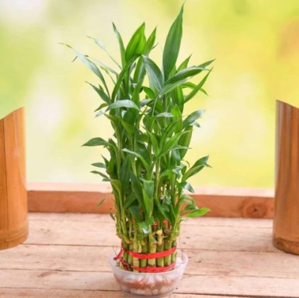 12 Famous Lucky Bamboo Styles & Varieties You Should Know