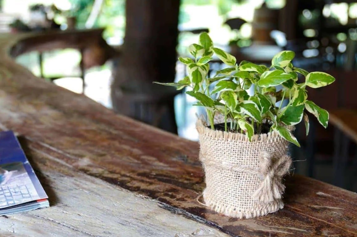 Houseplants that Love Coffee- Pothos