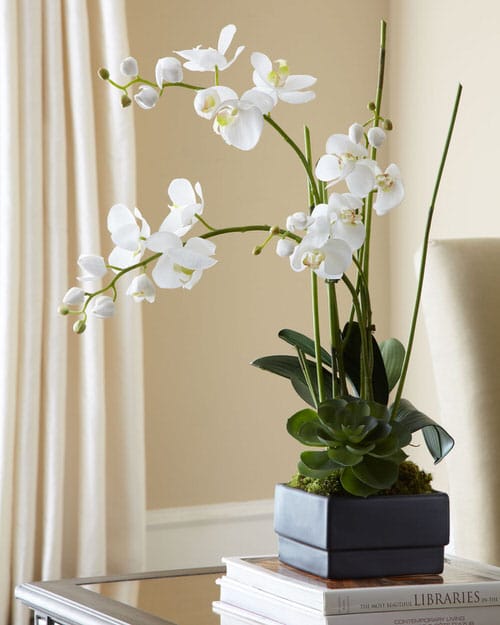 18 Most Attractive Houseplants for Decorative Purpose