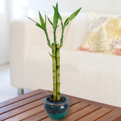Different Types of Lucky Bamboo Styles 10