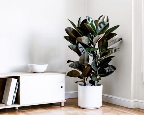 See How Rubber Plant Tree Can Liven Up Your Home Decor 9