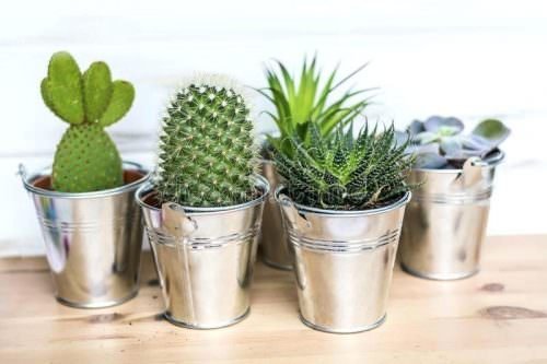 These Pictures Prove You Can Plant Succulent Anywhere 11