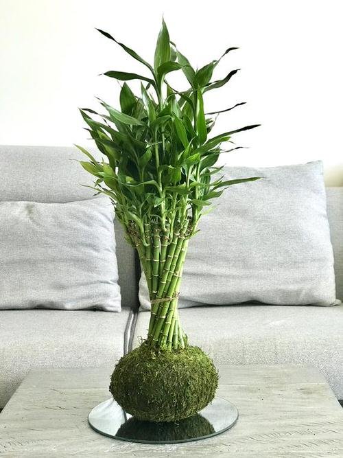 Different Types of Lucky Bamboo Styles 11