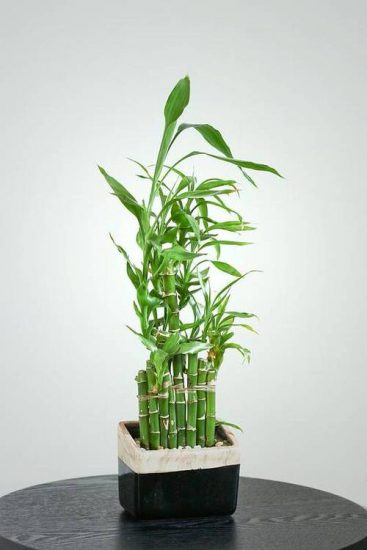 25 Awesome Lucky Bamboo Home Décor Ideas | Balcony Garden Web