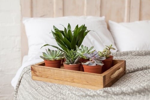 These Pictures Prove You Can Plant Succulent Anywhere 12