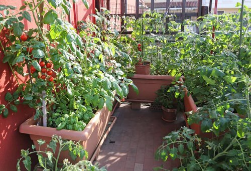 Edible Balcony Garden Pictures for Ideas