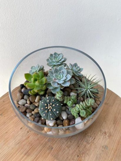 These Pictures Prove You Can Plant Succulents Anywhere