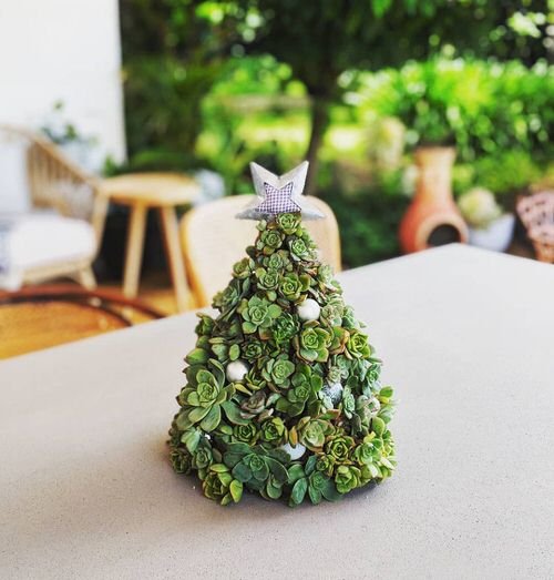 Stubby Succulent Tree for Coffee Table