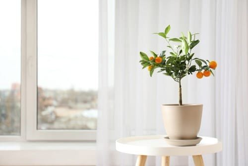 Indoor Fruit Tree Pictures for Inspiration