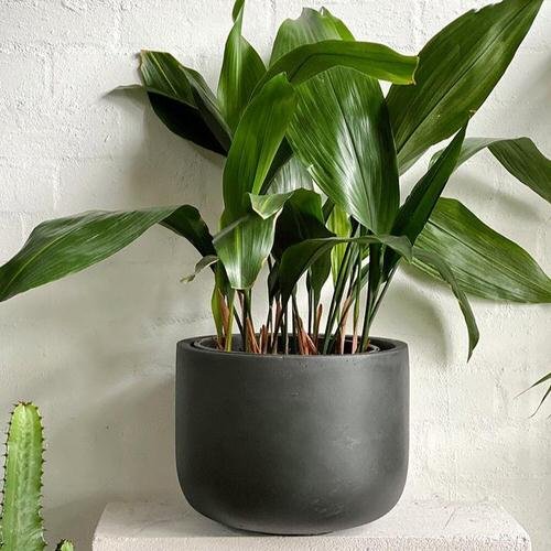 Houseplants that Grow from Division 2