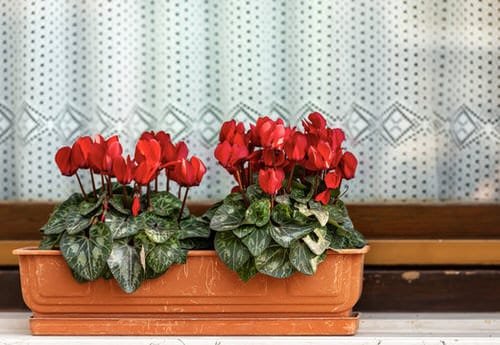 Easiest Indoor Blooming Houseplants 2