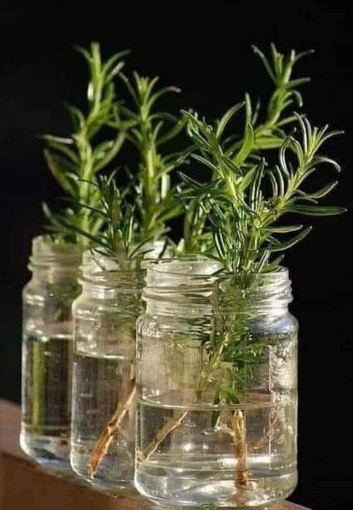 Herbs that Can be Grown in Water Indoors All Year Round 2
