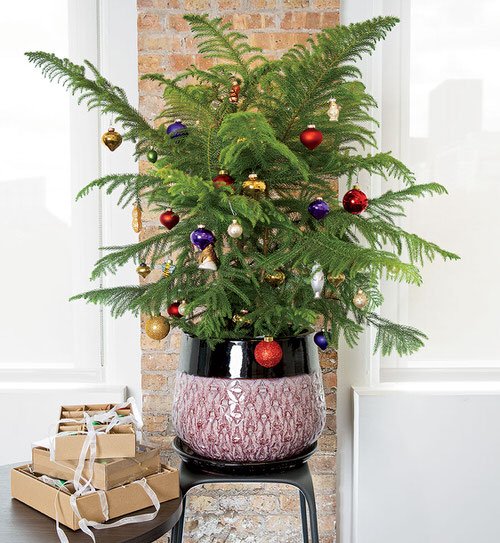 Potted Christmas Tree Pictures to Win Your Heart2