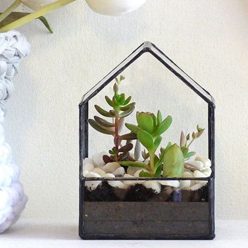 These Pictures Prove You Can Plant Succulent Anywhere 2