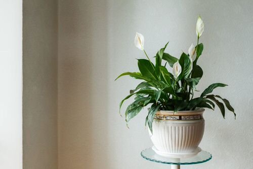 Most Googled Houseplants of the Year so far 2