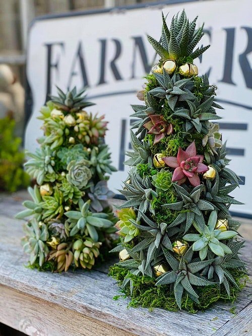 Succulent Christmas Trees 6