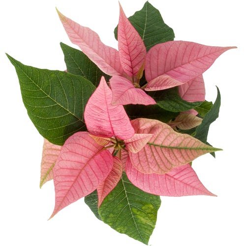 37 Types of Poinsettias You Can Grow Indoors | Best Poinsettia Varieties