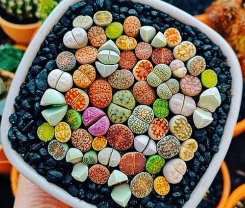 Succulents You Can Grow From Seeds 2