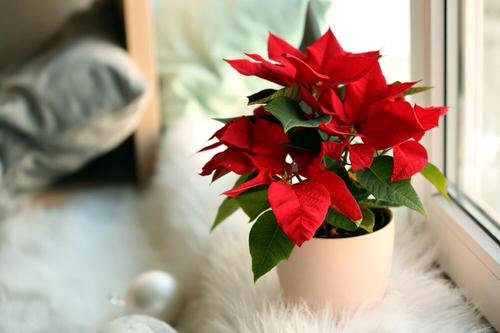 poinsettias for Gifting