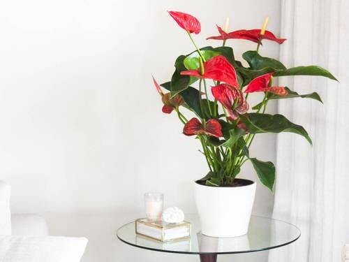 Most Googled Houseplants of the Year so far 3