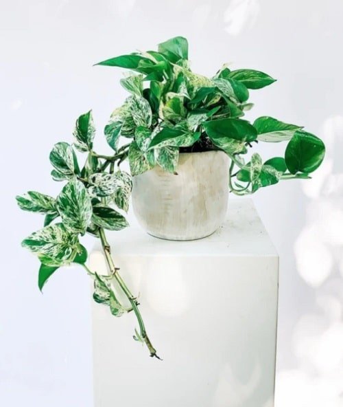 Indoor Plants that Reduce Respiratory Problems 3