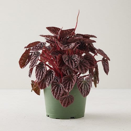 Red Heart Shaped Indoor Plants 3