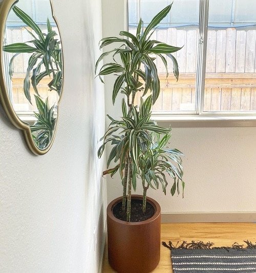 Best Air Purifying Indoor Plants According to an Indian Study 3