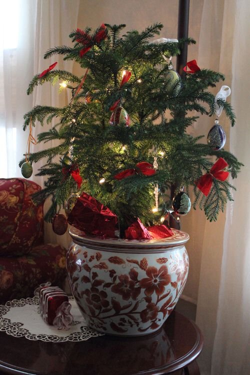 Potted Christmas Tree Pictures to Win Your Heart 3