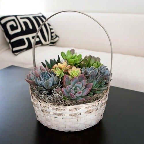 These Pictures Prove You Can Plant Succulent Anywhere 3