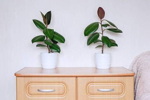 See How Rubber Plant Tree Can Liven Up Your Home Decor 3