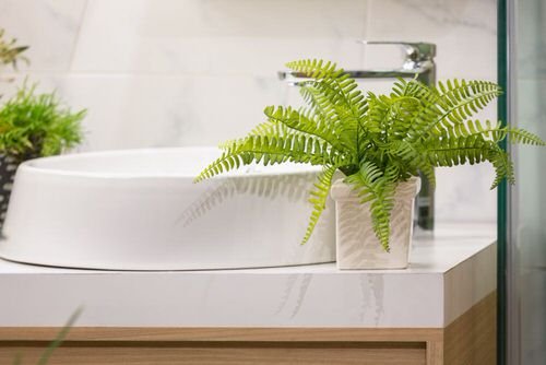 Stylize Your Home with Big and Lush Ferns 3