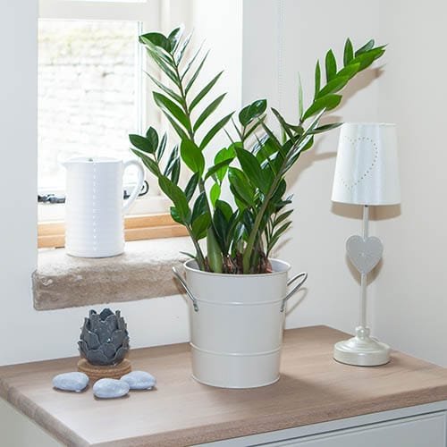 Indoor Plants that Absorb CO2 at Night 3