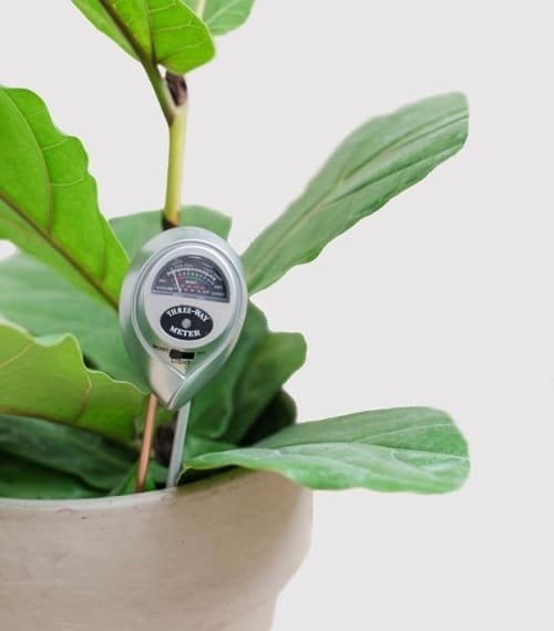 Secret Tips for Healthiest Fiddle Leaf Figs 2