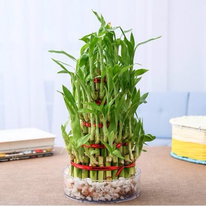 12 Famous Lucky Bamboo Styles & Varieties You Should Know