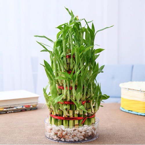 Famous Lucky Bamboo Styles & Varieties 4