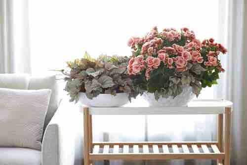 Easiest Indoor Blooming Houseplants 4