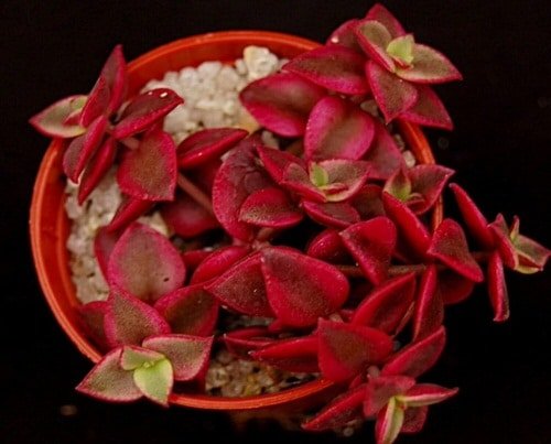 Red Heart Shaped Indoor Plants 4