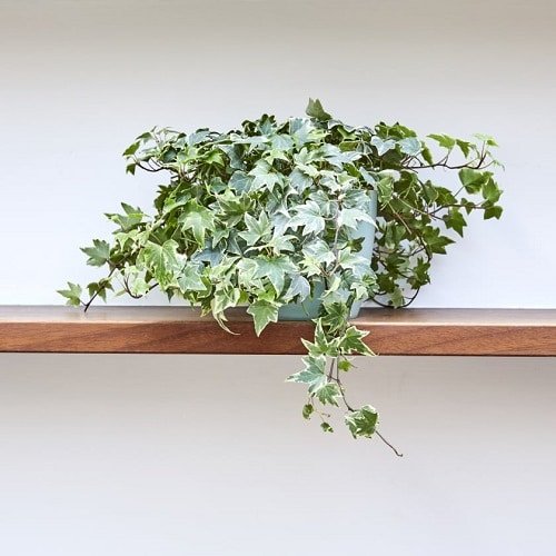 Indoor Plants that Reduce Respiratory Problems 4