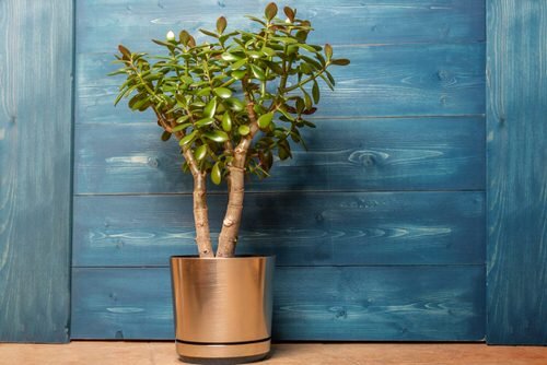 Most Googled Houseplants of the Year so far 4