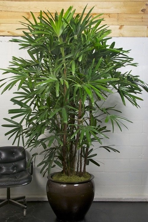 Best Air Purifying Indoor Plants According to an Indian Study 4