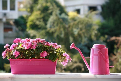 Masterful Tips for Overwintering Balcony Garden Plants 2
