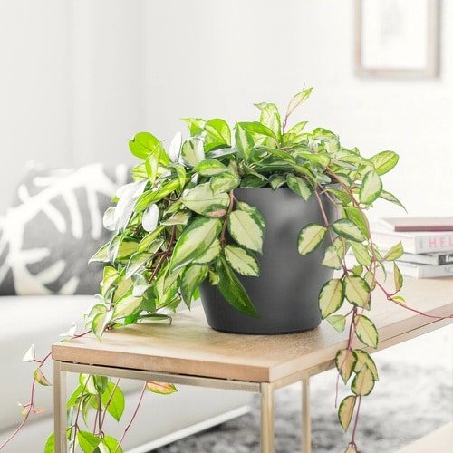 Indoor Plants that Absorb CO2 at Night 4