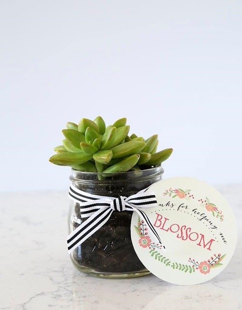 DIY Plant Gift Ideas for Christmas 4
