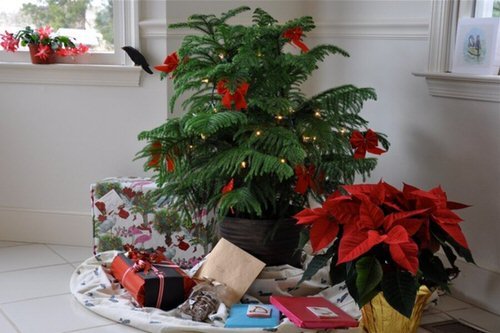Potted Christmas Tree Pictures to Win Your Heart 4