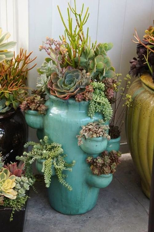 These Pictures Prove You Can Plant Succulent Anywhere 4